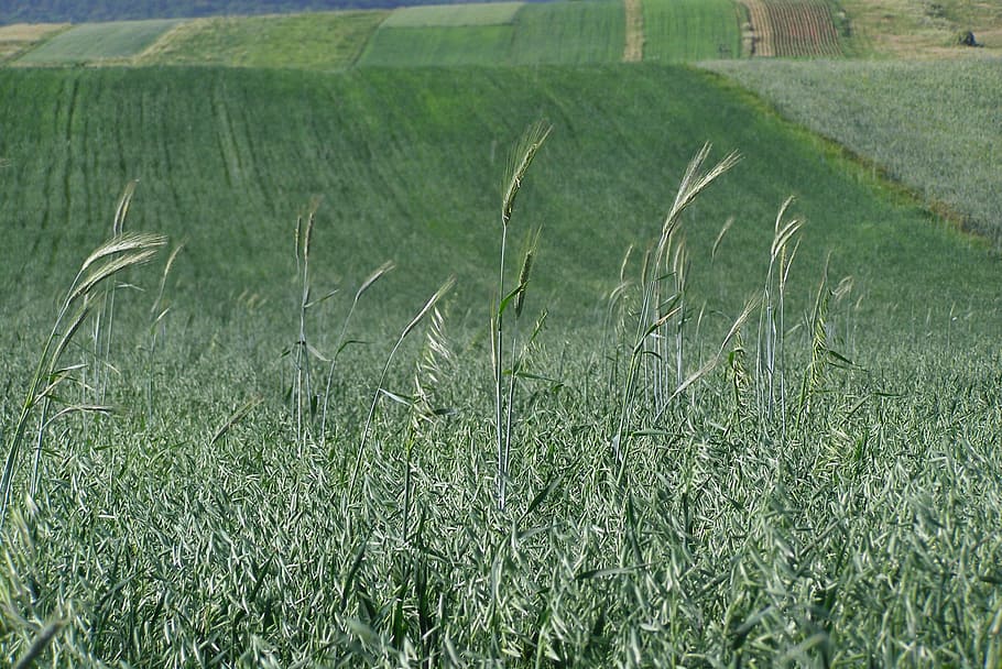field, green, corn, ears, oats, barley, agriculture, landscape HD wallpaper