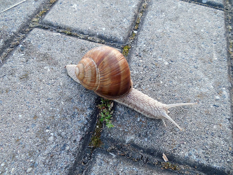 snail, shell, snail shell, escargots, mollusk, land snail, slowly HD wallpaper