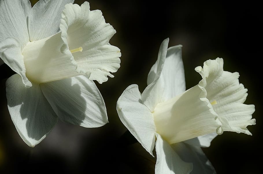 inclosed up photograpy two white flowers, daffodil, easter lily HD wallpaper