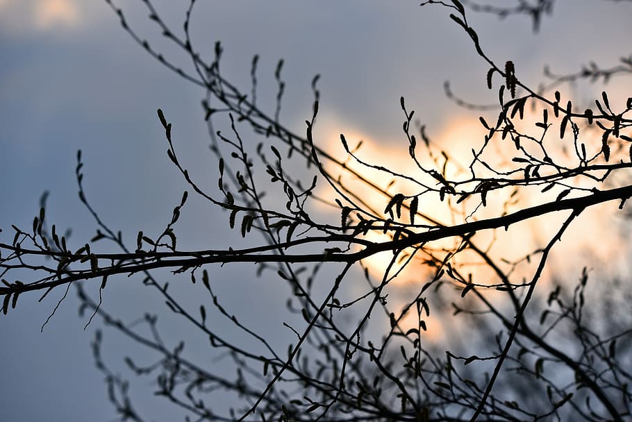 branch, tree, silhouette, sky, sun, plant, nature, beauty in nature HD wallpaper