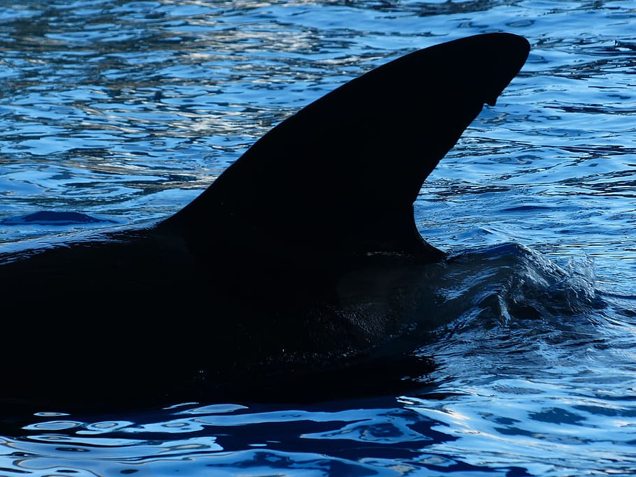 Dorsal Fin, Killer Whale, wal, orcinus orca, orka, water, sea water, HD wallpaper