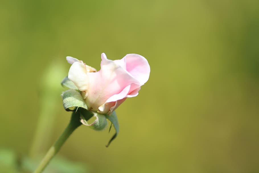 bird, nature, wildlife, flower, flowering plant, beauty in nature HD wallpaper