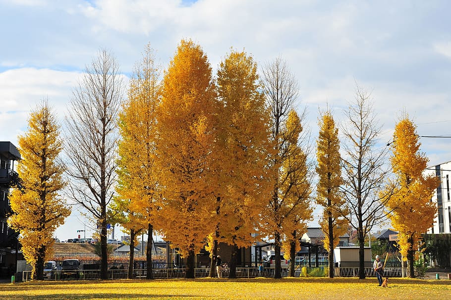 autumn, gingko tree, park, plant, change, nature, sky, beauty in nature HD wallpaper