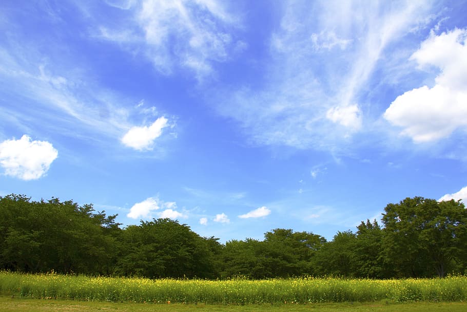 panoramic photo of green grass fields under blue skies and white clouds HD wallpaper