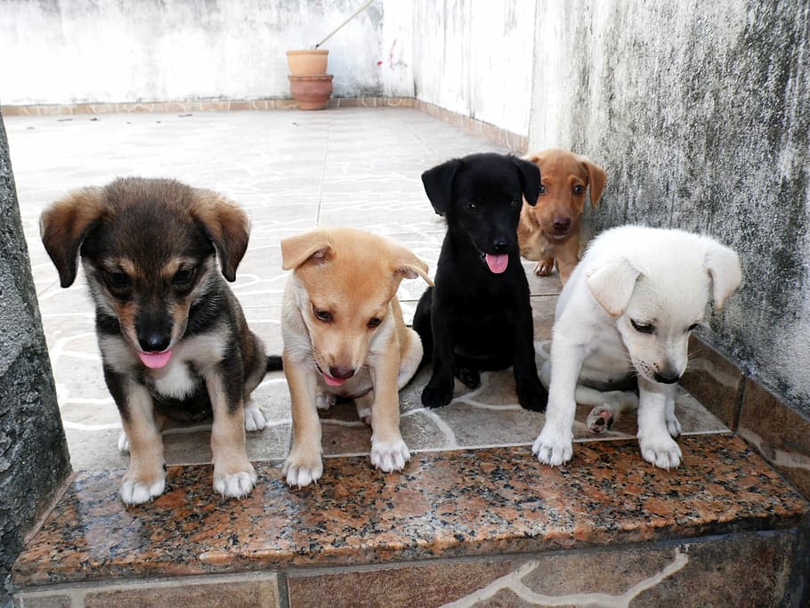 puppy litter sits on floor beside walls at daytime, animal, dog