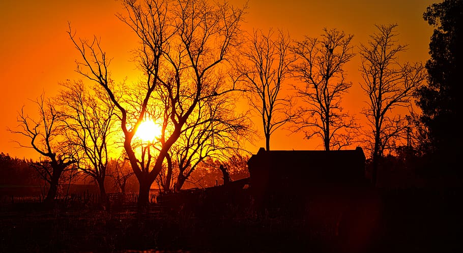 sunset, field, tree, silhouette, orange color, plant, bare tree HD wallpaper