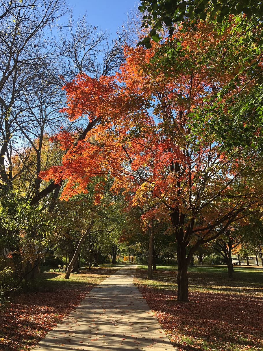 fall, autumn, trees, leaves, season, october, park, foliage HD wallpaper