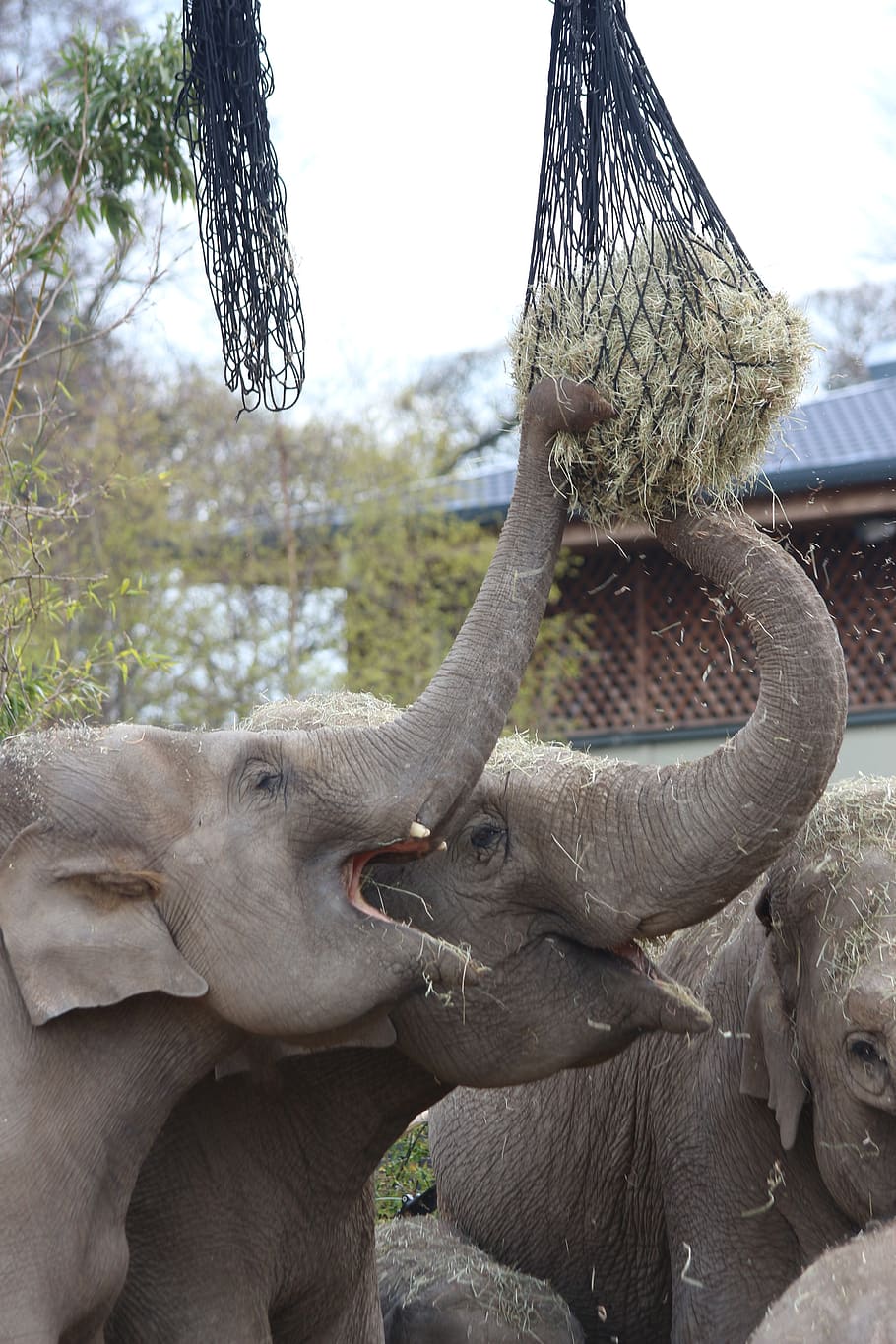 HD wallpaper: elephants feeding, hay, straw, zoo, animal, mammal, big ...