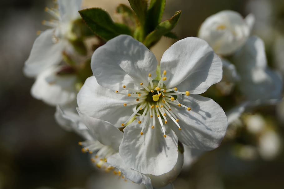 tree, green, white, spring, flower, blossom, cherry, close HD wallpaper