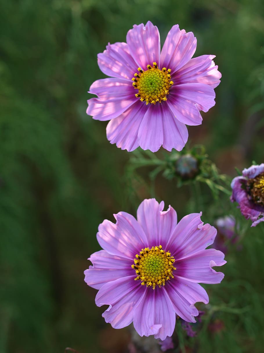 aster, flower, bloom, flowering plant, freshness, vulnerability HD wallpaper