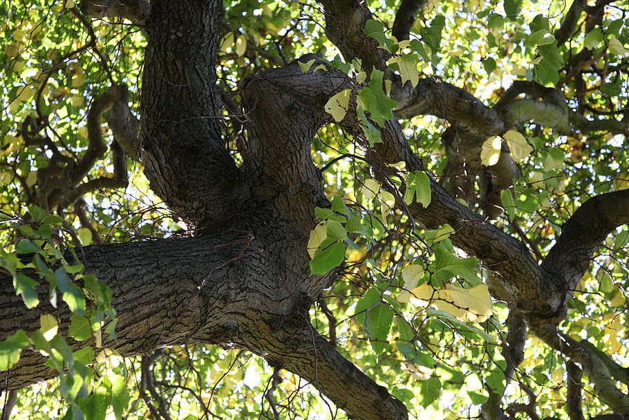 tree, leaves, plant, green, leaf, nature, branch, environment HD wallpaper