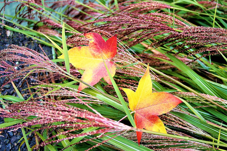 grass, para, wet, autumn, foliage, park, rain, www, nature HD wallpaper