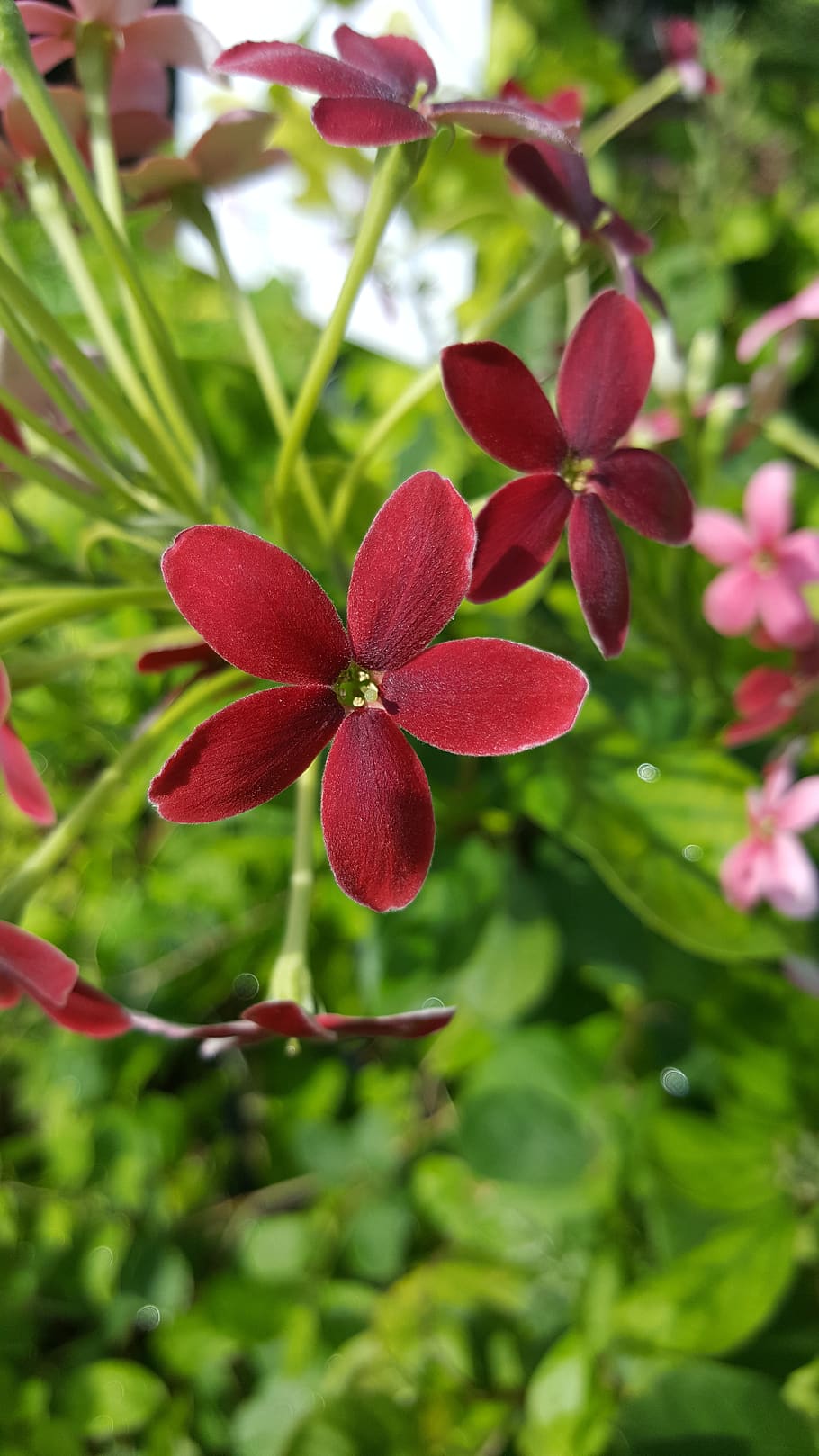 nature, flora, flower, leaf, summer, environment, garden, bright HD wallpaper