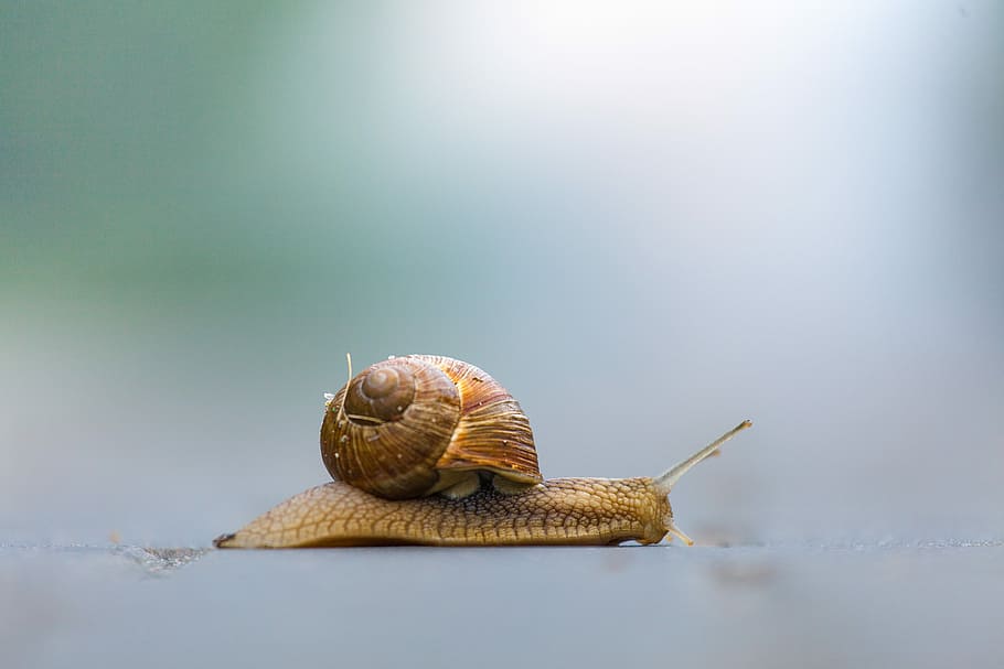 snail, nature, shellfish, slow, gastropod, animal, wildlife HD wallpaper
