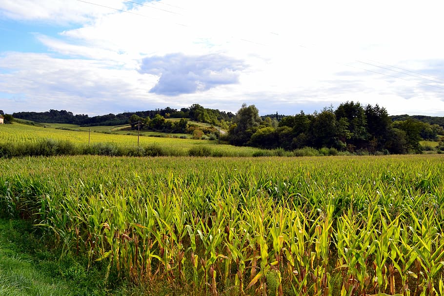 corn field, fields, agriculture, nature, landscape, dordogne HD wallpaper