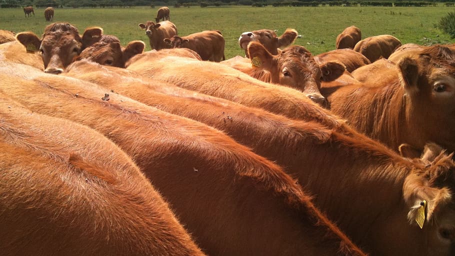 cows, summer, rural, animal themes, mammal, group of animals HD wallpaper