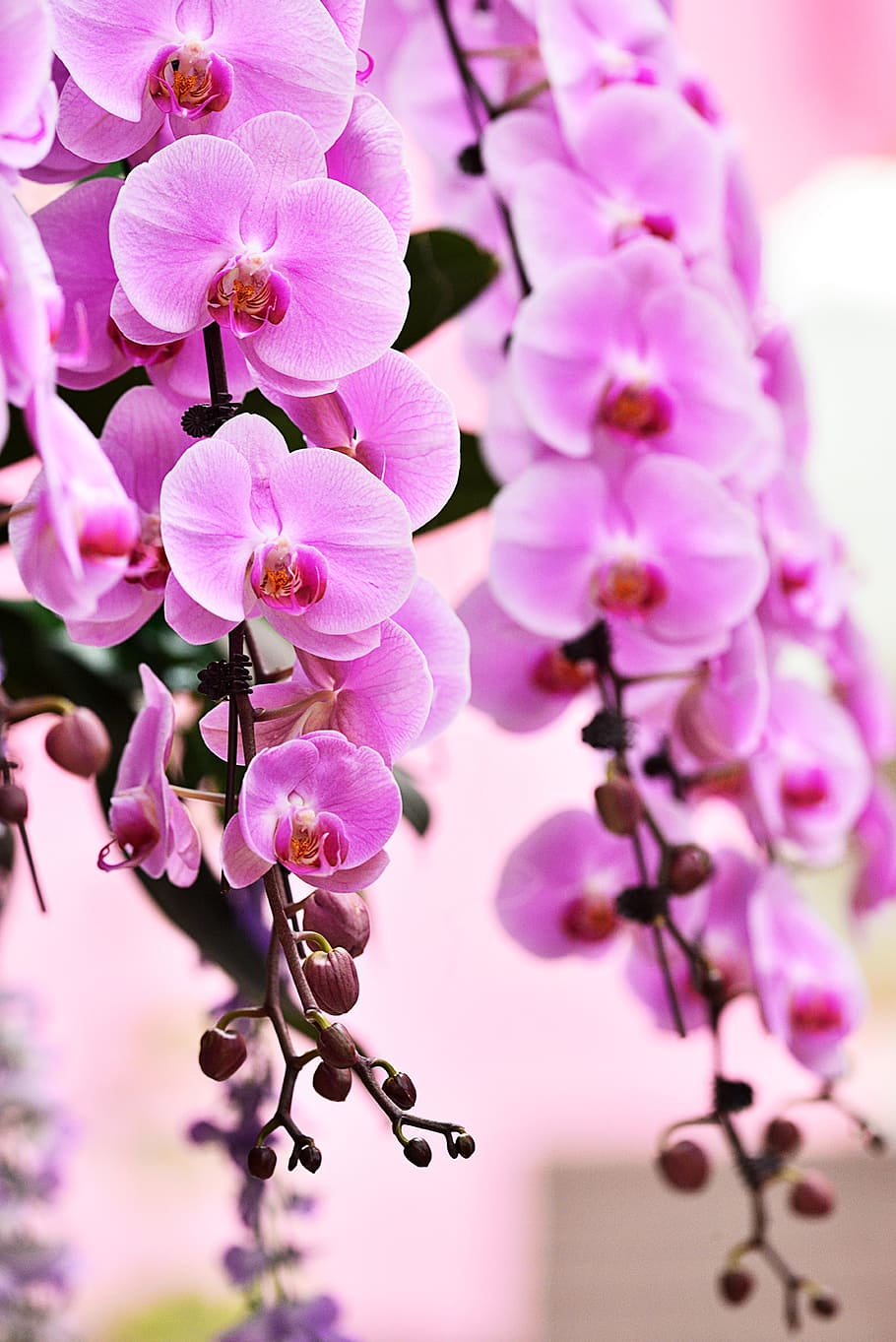 travel, flower, pattern, flowering plant, fragility, vulnerability HD wallpaper