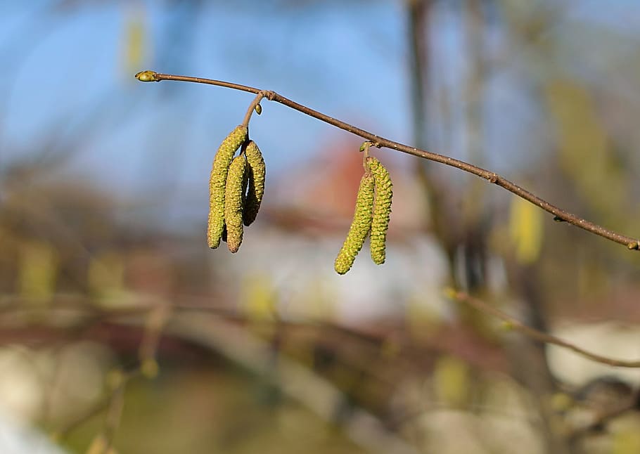 selective focus photography of green leafed tree, nature, plant HD wallpaper