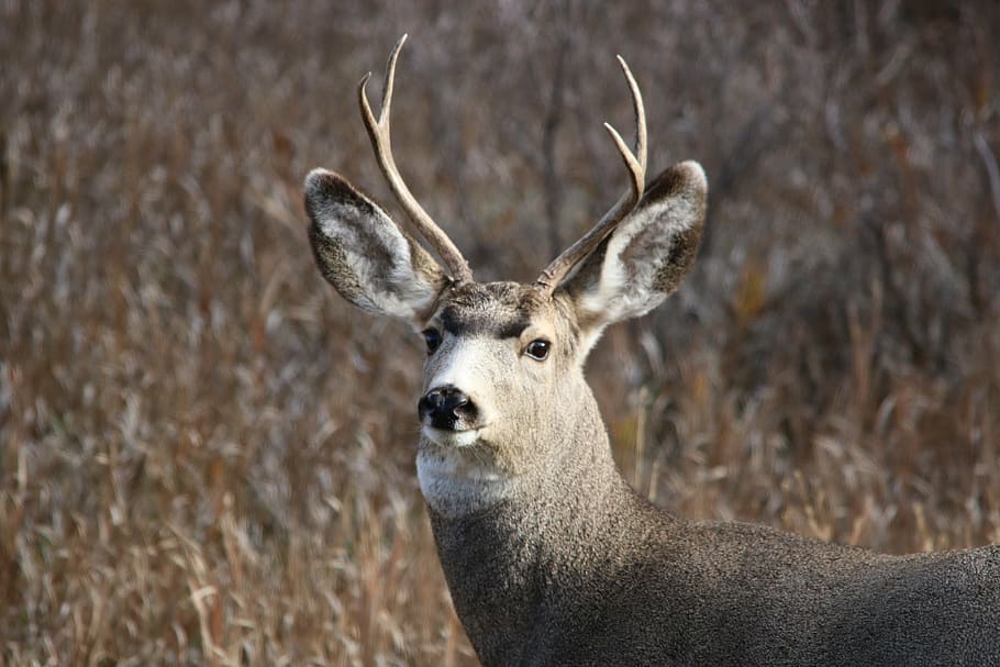mule deer, buck, wildlife, animal, mammal, nature, north dakota, HD wallpaper