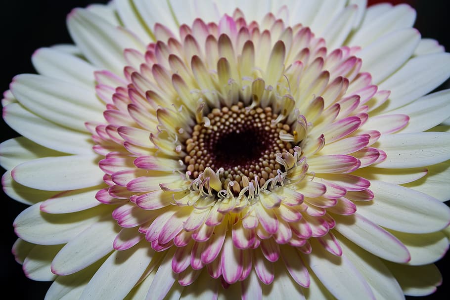 gerbera, blossom, bloom, macro, fragrance, romantic, spring HD wallpaper