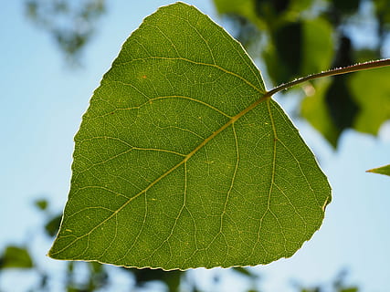 leaf, poplar leaf, leaf veins, tree, green, nature, heart shaped HD wallpaper