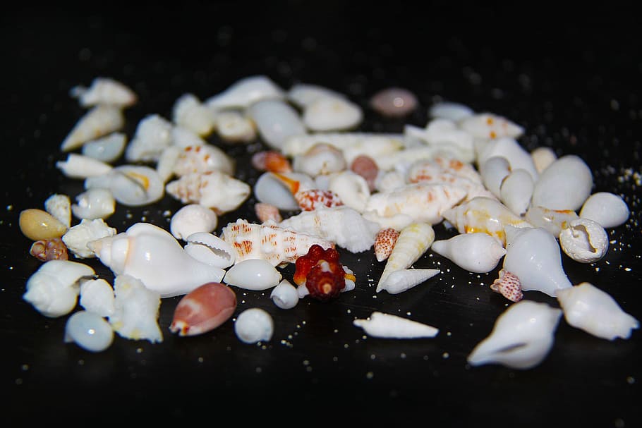 Seashells, Sea Shell, Beautiful, colorful, white, vabbinfaru HD wallpaper