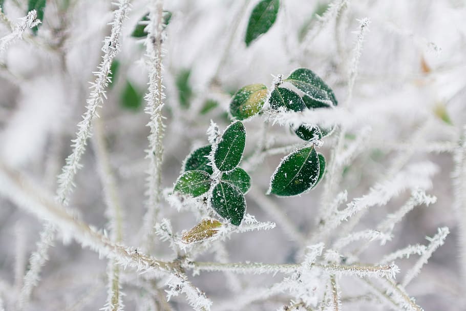 selective focus of frozen leaves, selective focus photography of green leafed plant with snow HD wallpaper