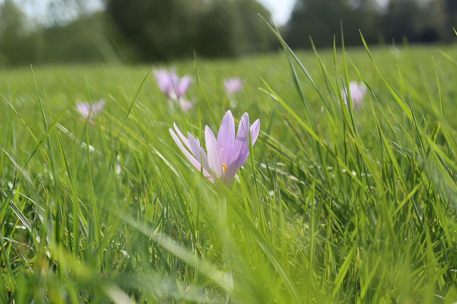 Meadow Saffron, Flower, Grass, Wind, nature, crocus, green grass HD wallpaper