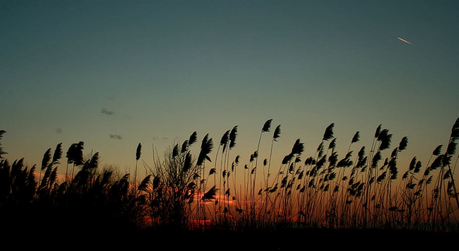 Reed, Sunset, Wind, sky, red, growth, nature, no people, silhouette HD wallpaper