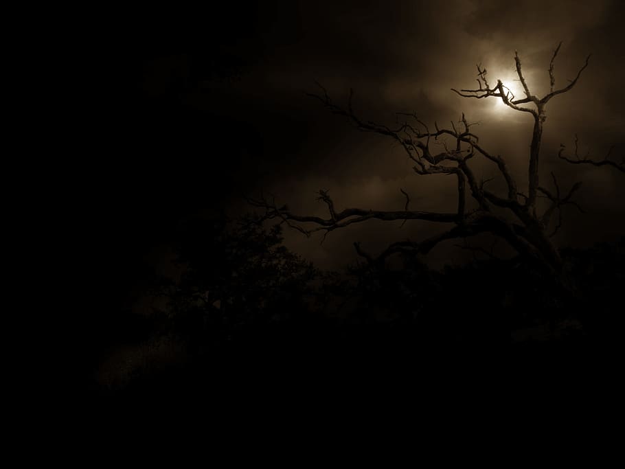 tree, night, moon, rays, outline shadow, nature, silhouette HD wallpaper