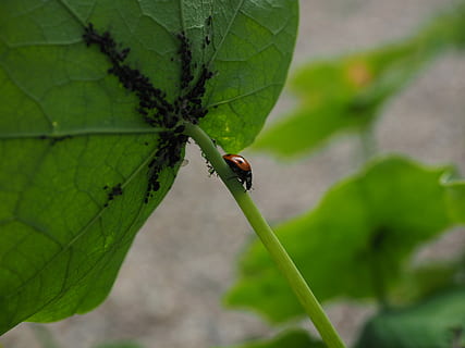 Ladybug, Lice, Eat, full, hunting, coccinellidae, beetle, elytron HD wallpaper