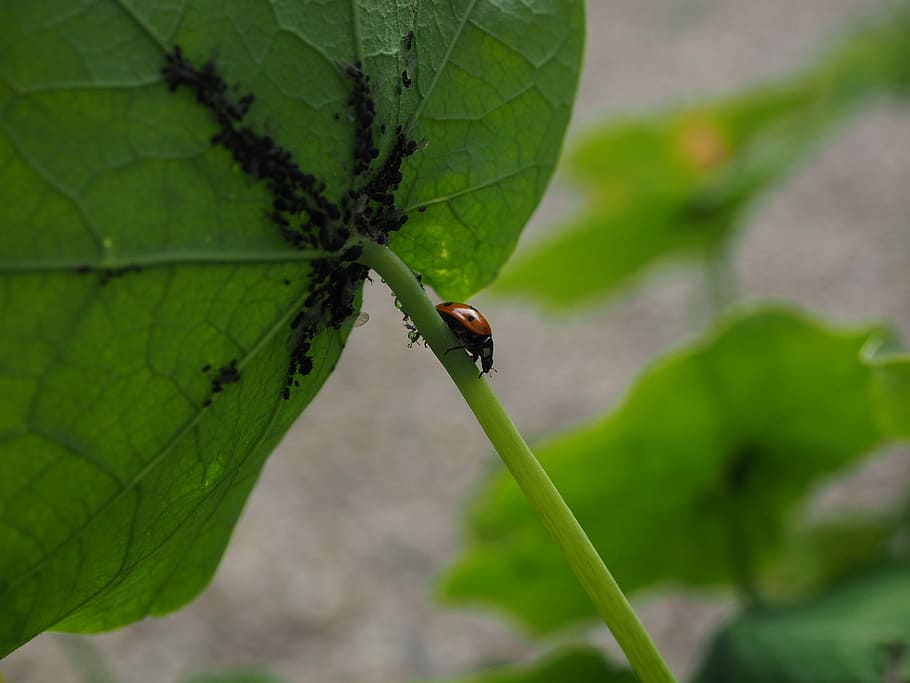Ladybug, Lice, Eat, full, hunting, coccinellidae, beetle, elytron HD wallpaper