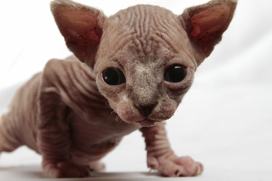 Sphinx kitten, cat, pet, animal, animal themes, mammal, one animal HD wallpaper