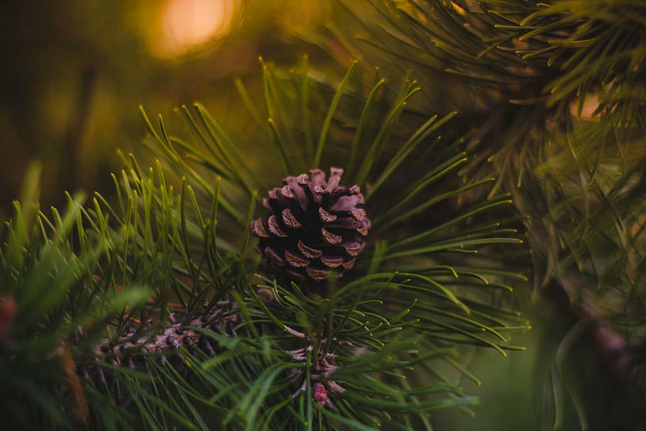 pine corn photography, cone, green, tree, plant, blur, nature HD wallpaper