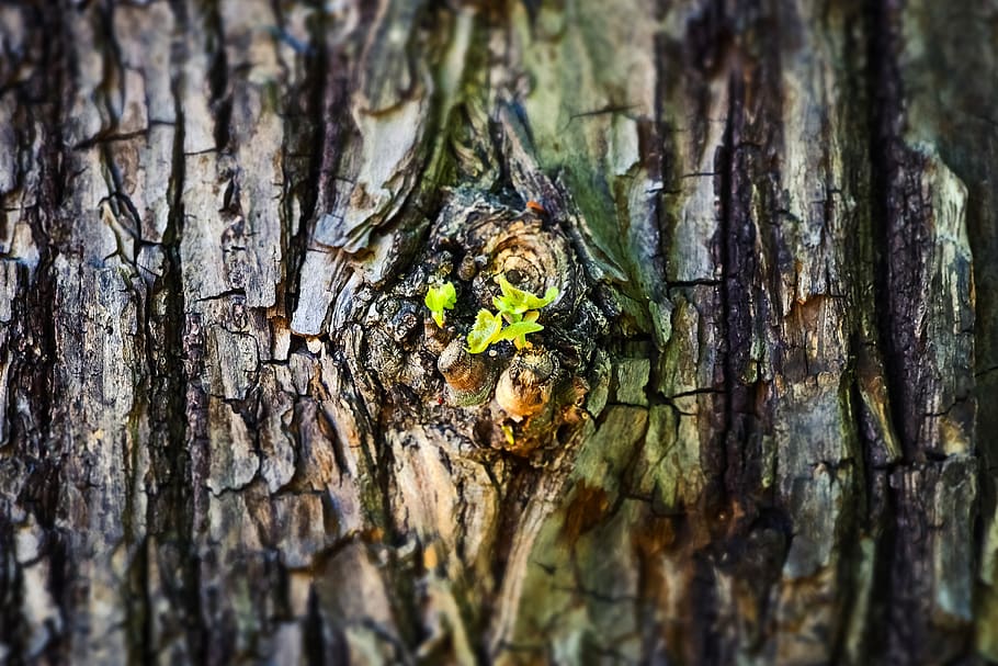 tree, bark, log, nature, structure, green, forest, tribe, wood HD wallpaper