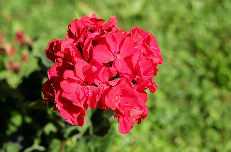 geranium, flower, blossom, bloom, flowers, red, crop, flowering plant HD wallpaper