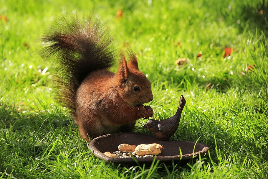 brown squirrel eating nuts, garden, cute, grass, mammal, green color HD wallpaper