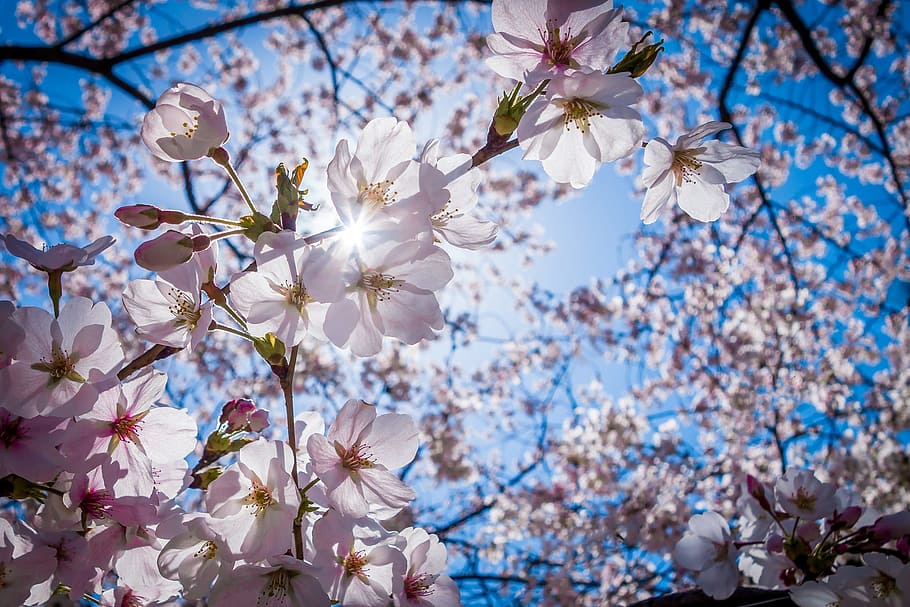cherry blossom, cherry blossoms, pink, blue, sky, bright, spring HD wallpaper
