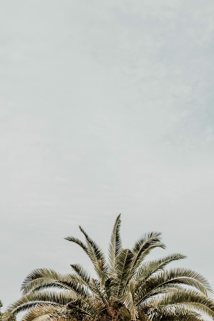 green tree, green coconut tree photography, palm, leaf, sky, plant HD wallpaper