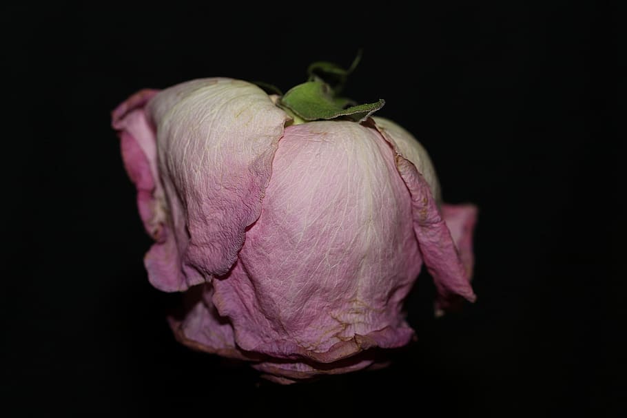 rose, flower, pink, studio shot, black background, freshness HD wallpaper