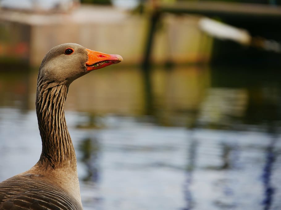 bird, bill, goose, lake, water bird, portrait, animal portrait HD wallpaper
