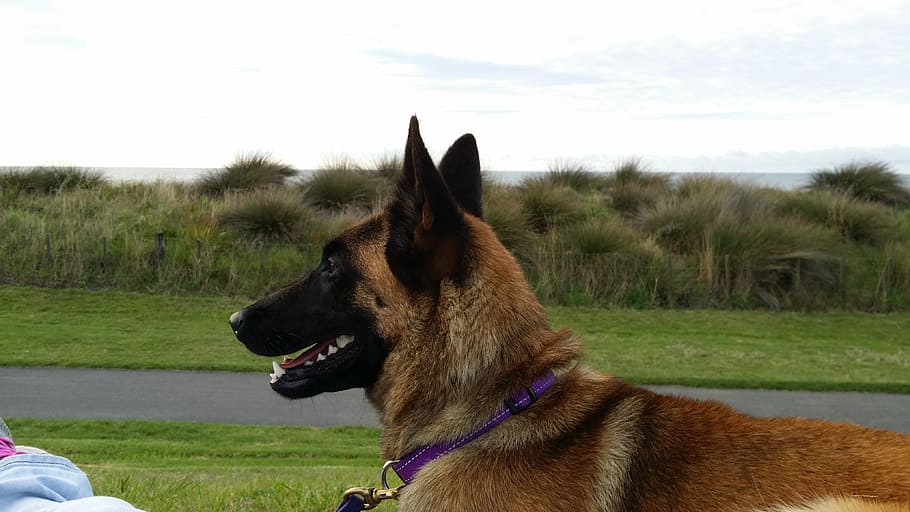 Nym at the Coastal Walkway, adult German shepherd, dog, canine, HD wallpaper