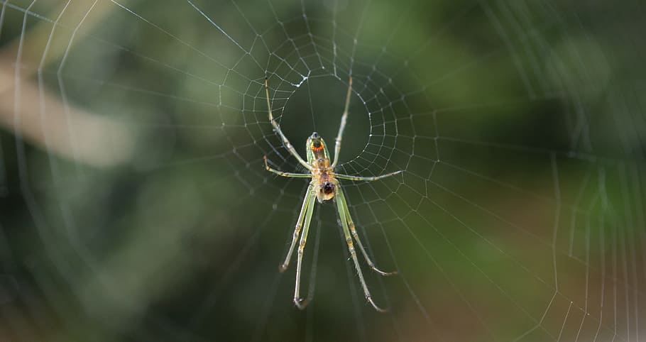insects, area, kettle, quindio, colombia, spider, spider Web HD wallpaper