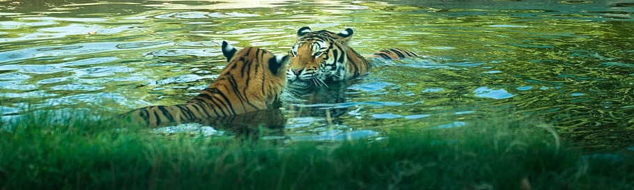 two tigers in body of water during daytime, love, felines, animal HD wallpaper