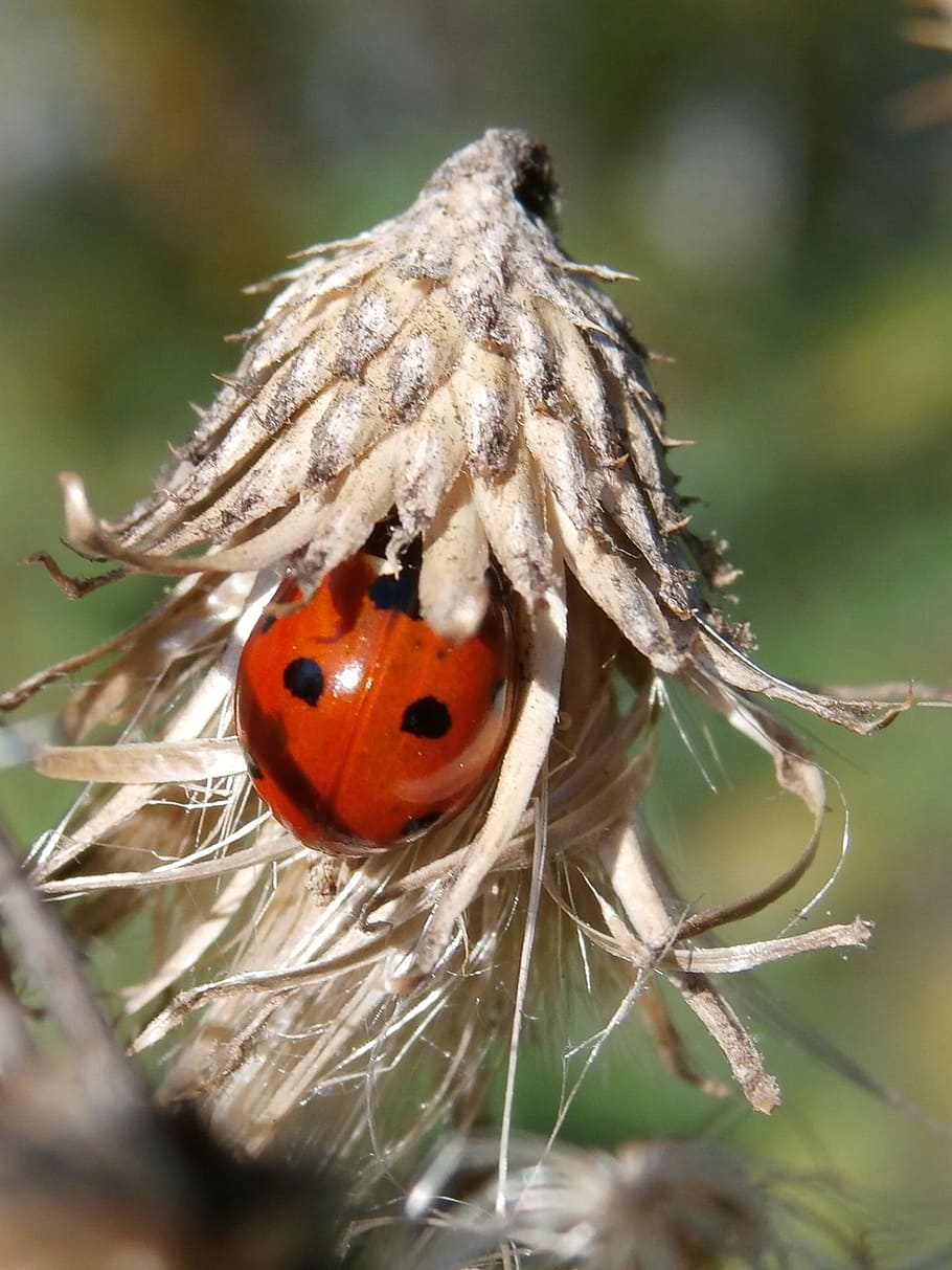 ladybug, insect, nature, beetle, close, lucky charm, lucky ladybug HD wallpaper