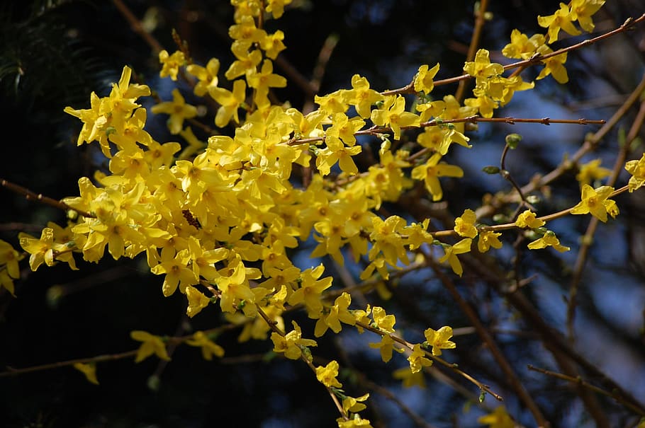 Forsythia, Yellow, Plant, Spring, blossom, bloom, nature, flowers HD wallpaper