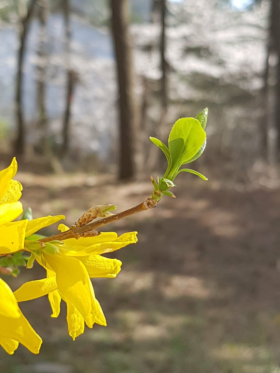 spring, forsythia, bud, spring flowers, forsythia flower, yellow HD wallpaper