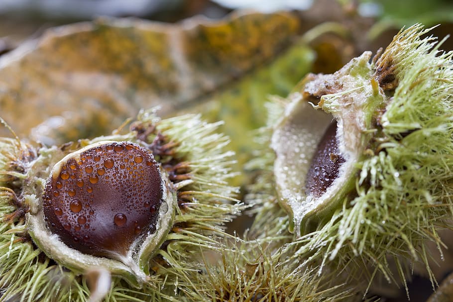 chestnut, bug thorny, fruit, fall, bug open, nature, close-up HD wallpaper