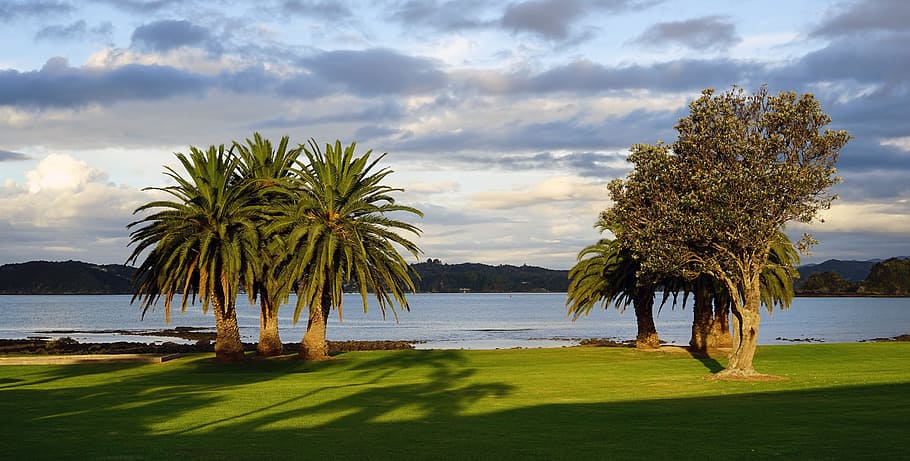 Bay Of Islands, New Zealand, north island, palm trees, sky, nature
