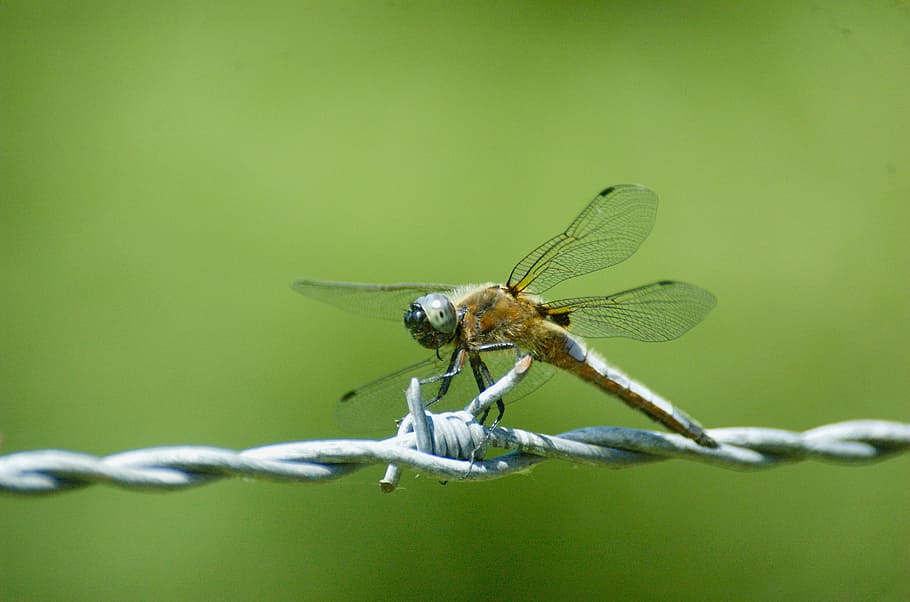 small blue arrow, dragonfly, insect, macro, close, barbed wire HD wallpaper